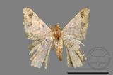 ǦW:Macaria abydata