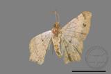 ǦW:Macaria abydata