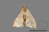 ǦW:Macaria abydata