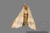 ǦW:Macaria abydata