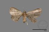 ǦW:Larentiinae sp.