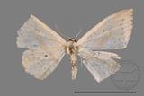 ǦW:Scopula sp.