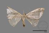 ǦW:Idaea sp.