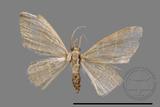 ǦW:Idaea sp.