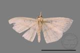 ǦW:Scopula sp.