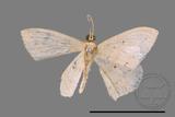 ǦW:Scopula sp.