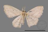 ǦW:Scopula sp.