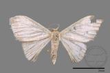 ǦW:Idaea sp.