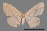 ǦW:Scopula sp.