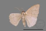 ǦW:Scopula sp.