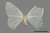 ǦW:Pelagodes antiquadrarius