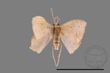 ǦW:Scopula sp.