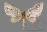 ǦW:Chloroclystis blanda