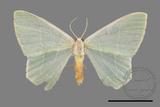 ǦW:Pelagodes antiquadrarius