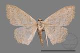 ǦW:Scopula sp.