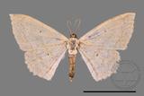 ǦW:Scopula sp.