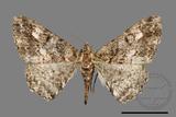 ǦW:Alcis taiwanovariegata