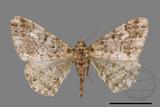 ǦW:Alcis taiwanovariegata