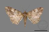 ǦW:Alcis taiwanovariegata