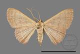 ǦW:Scopula mecysma