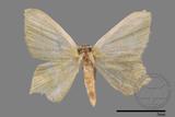 ǦW:Geometrinae sp.