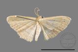 ǦW:Scopula sp.