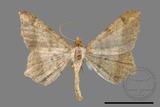 ǦW:Macaria abydata