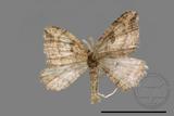 ǦW:Larentiinae sp.