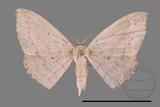 ǦW:Scopula sp.