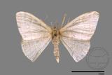 ǦW:Idaea sp.