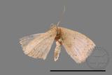 ǦW:Scopula sp.