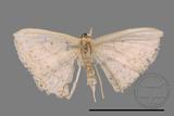 ǦW:Scopula sp.