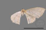 ǦW:Scopula sp.