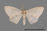 ǦW:Scopula sp.