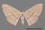 ǦW:Scopula sp.