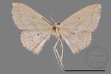 ǦW:Scopula sp.