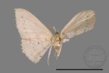 ǦW:Scopula sp.