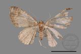 ǦW:Larentiinae sp.