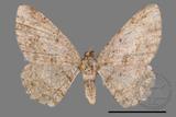 ǦW:Psilalcis breta rantaizana