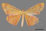 ǦW:Eumelea ludovicata