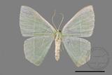 ǦW:Pelagodes antiquadrarius