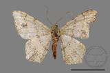 ǦW:Macaria abydata