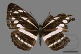 ǦW:Neptis nata lutatia