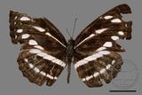 ǦW:Neptis nata lutatia