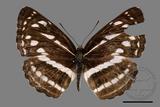 ǦW:Neptis nata lutatia