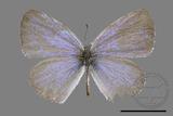 ǦW:Celastrina argiolus caphis