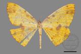 ǦW:Eumelea ludovicata