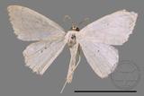 ǦW:Scopula sp.