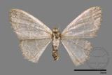 ǦW:Idaea sp.