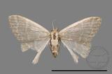 ǦW:Idaea sp.